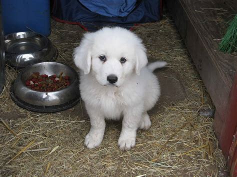 Golden Pyrenee, Golden Retriever And The Great Pyrenees Mix - SpockTheDog.com