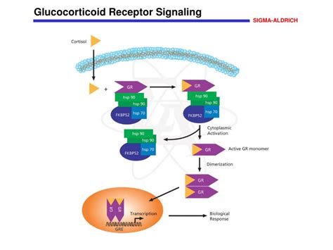 Glucocorticoid Receptor Signaling Pathway