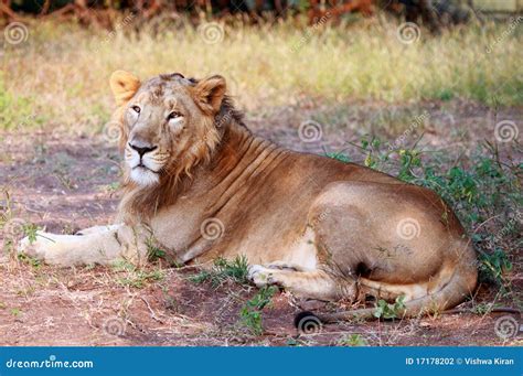 Asiatic Lion at Gir Forest National Park Stock Photo - Image of eyes, jungle: 17178202