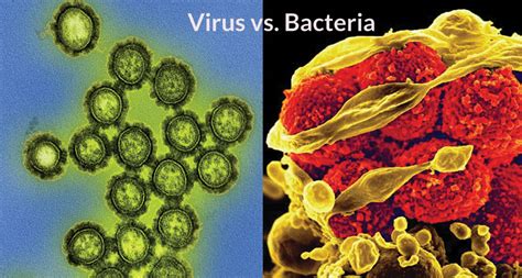 Gene behavior distinguishes viral from bacterial infections