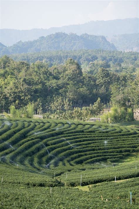 THAILAND CHIANG RAI MAE CHAN TEA PLANTATION Stock Image - Image of ...