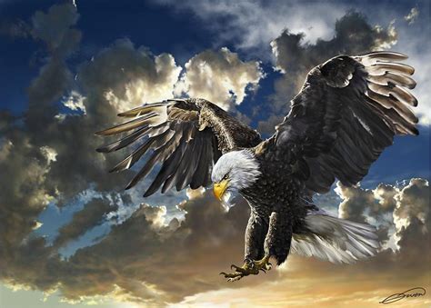 Bald Eagle Haliaeetus Leucocephalus Art - ID: 57143