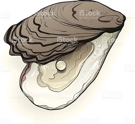 Oyster Pearl Drawing at GetDrawings | Free download