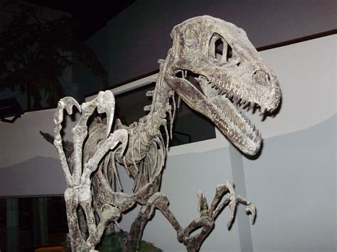 Utahraptor, Museum Of Ancient Life, Lehi, Utah. Picture taken by Chester Harris | Lion sculpture ...