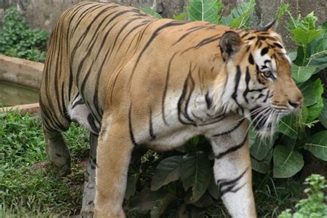 Ragunan Zoo (Jakarta) - 2021 All You Need to Know BEFORE You Go (with Photos) - Tripadvisor