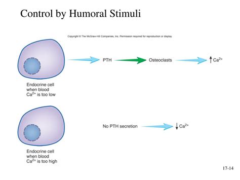 PPT - Endocrine System PowerPoint Presentation, free download - ID:437550