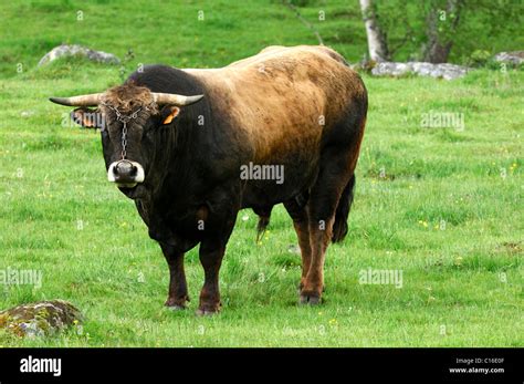 Standing Aubrac breeding bull, Aubrac Cattle, France, Europe Stock Photo - Alamy