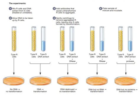 AVERY, MACLEOD, AND MCCARTY EXPERIMENTS » Microbiology Study