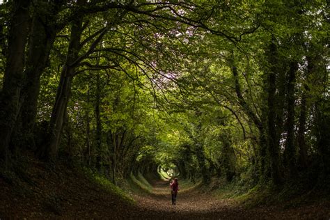 Tree Tunnel, Halnaker | Getty Images Gallery