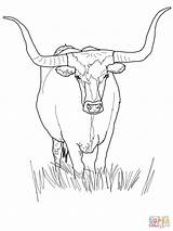 Angus Beef Cow Coloring Pages sketch template