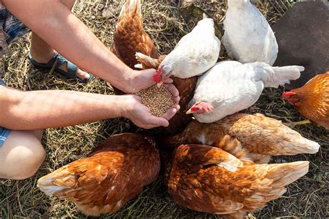 Can You Feed Your Chickens Dog Food