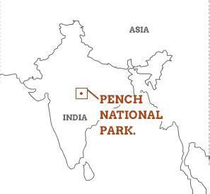 Pench National Park travel guide