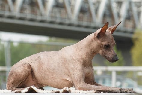 Peruvian Inca Orchid | Dog Breed Info: Pictures, Traits & Facts | Hepper