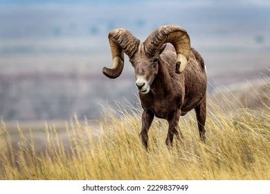 Argali: Over 526 Royalty-Free Licensable Stock Photos | Shutterstock