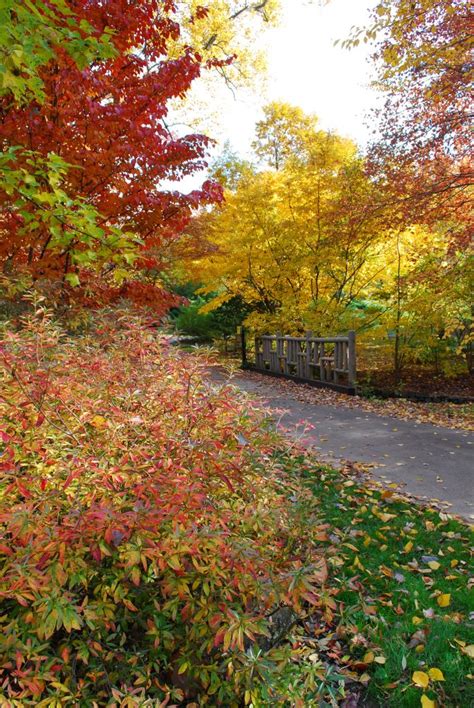 Fabulous Fall Color at Morris Arboretum - Chestnut Hill