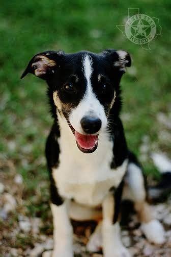 Underdog is a 5 month old male border collie/chihuahua mix puppy looking for his forever home ...