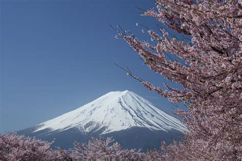 Cherry Blossoms And Mt. Fuji At Lake Photograph by Fuminana | Fine Art America