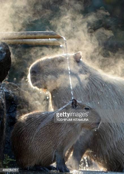 120 Japan A Capybara Stock Photos, High-Res Pictures, and Images ...