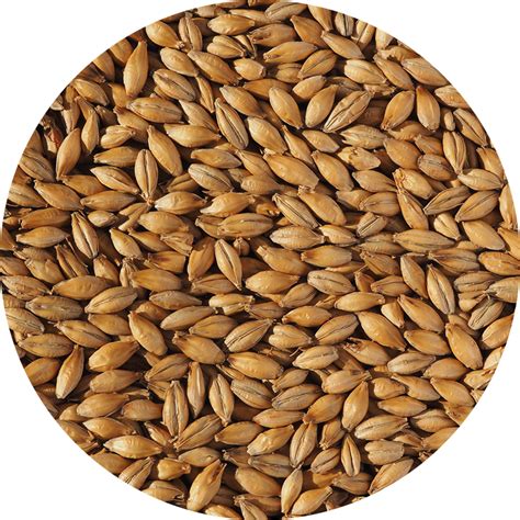 Crisp Malt | British Malting Company | Manufacturer & Supplier of UK Malt