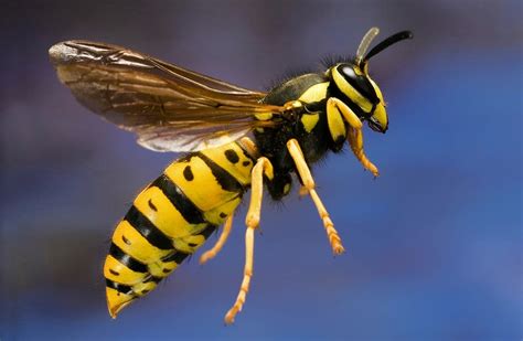 Yellow Jacket Stinger