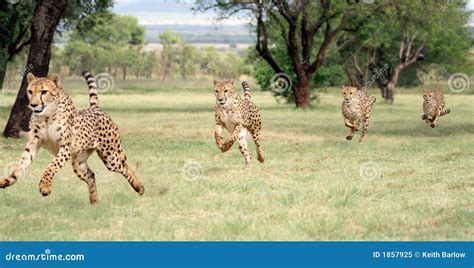 Cheetah Running Sequence Royalty Free Stock Photo - Image: 1857925