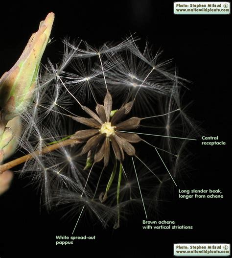 Lactuca serriola (Prickly Lettuce) : MaltaWildPlants.com - the online Flora of the Maltese Islands.