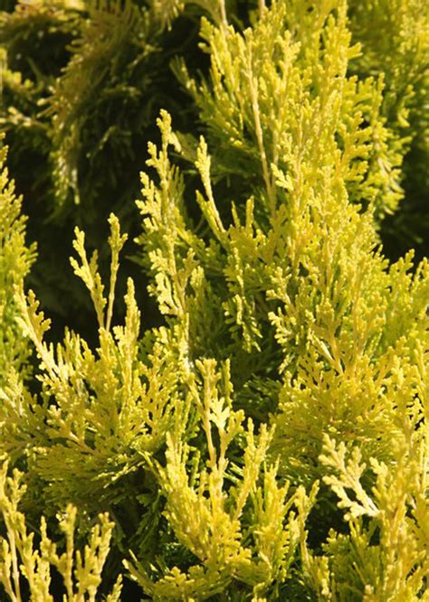 Thuja orientalis ' Weedom ' Dwarf Narrow Chinese Arborvitae - Kigi Nursery