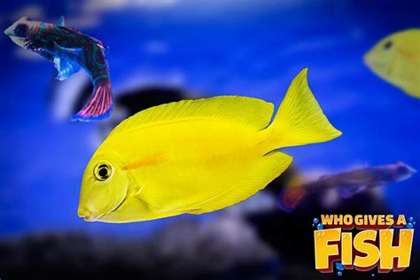 Yellow Angelfish - Who Gives A Fish Marine Aquarium Fish, Marine Fish, Angelfish, Give, Coral ...