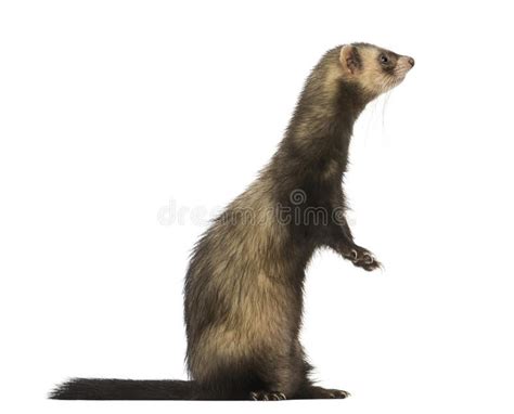 Pin on ferret illustrations