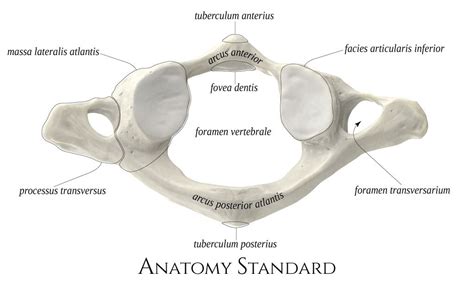 Atlas (C1). Bottom view | Human skeleton anatomy, Anatomy, Body anatomy