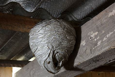 260+ Wasp Nest In Attic Stock Photos, Pictures & Royalty-Free Images ...