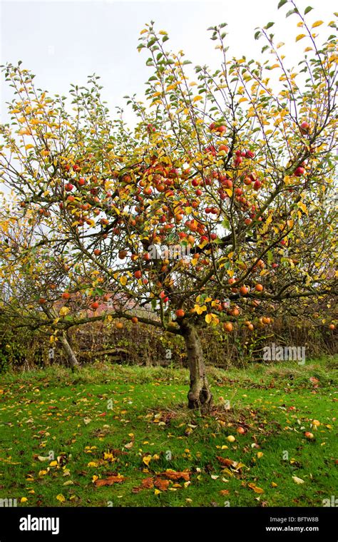 Red apples in apple tree, Autumn. Orchard. English garden, Warwickshire England. vertical 099578 ...