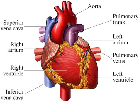 12+ Human Heart Location Diagram | Robhosking Diagram