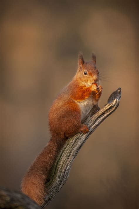 Where to Photograph Wildlife in Scotland - Wildlife Photography Scotland