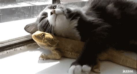 Funny Cat GIFs | Animals