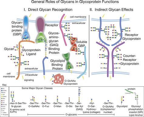 The Challenge and Promise of Glycomics: Chemistry & Biology