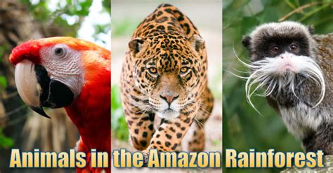 Animals In The Amazon Rainforest: Pictures, Info & Facts