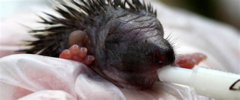 Hedgehog Friendly Town | Hedgehog Rescue | Hedgehog Rehabilitation | Helping Wild Hedgehogs ...