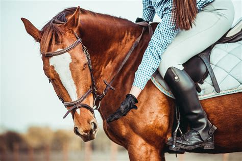 Top 3 Horse Training Tips for Beginners | The best trending News blog Ever