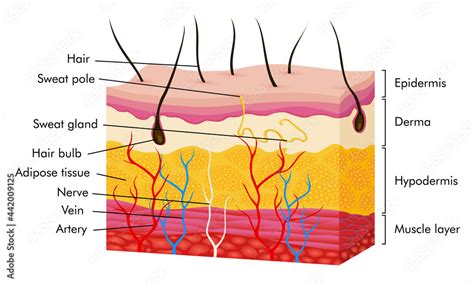 Skin anatomy. Human body skin illustration with parts vein artery hair sweat gland epidermis ...