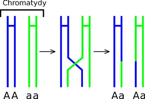 Genetic Recombination - Definition, Types and Examples | Biology Dictionary