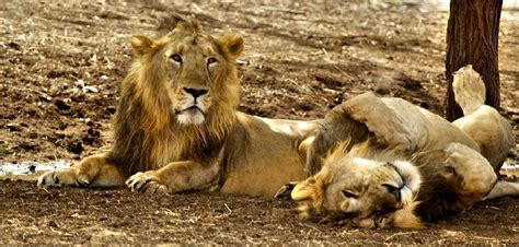 See Wild Lions on Safari in Gir National Park in India