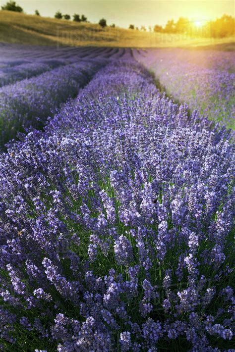 Close up of lavender crops in field - Stock Photo - Dissolve