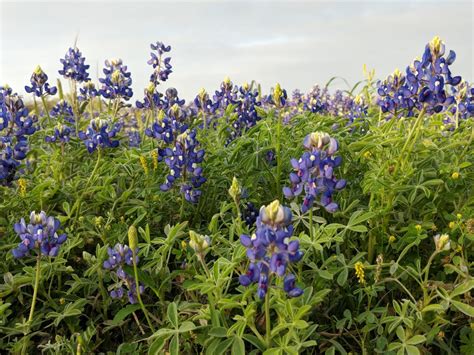 Bluebonnets - March 31 - Brenham, Texas & Washington County