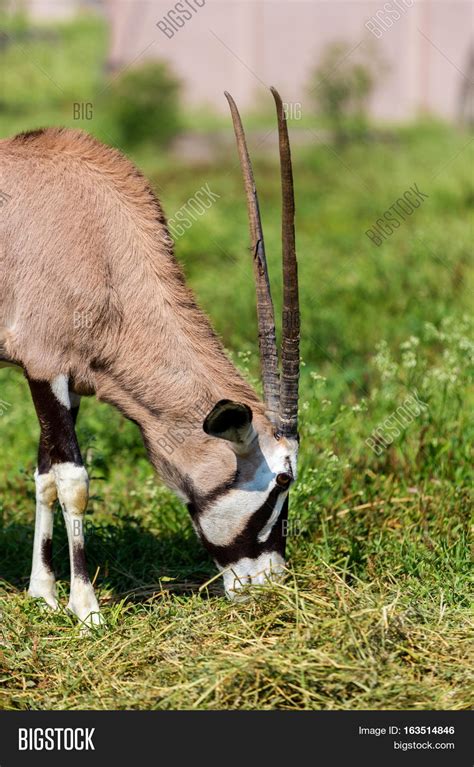 Gemsbok Gemsbuck Large Image & Photo (Free Trial) | Bigstock