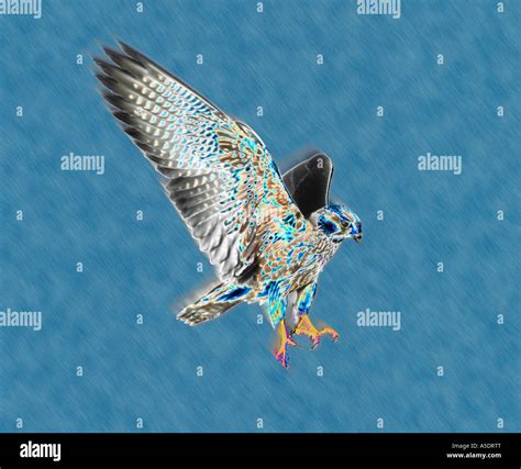 Peregrine falcon bird of prey attacking Stock Photo - Alamy