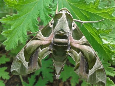 Oleander Hawk Moth | Animals, Hawk moth, Critter