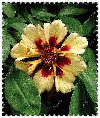 100pcs Vibrant Coreopsis Flower Seeds Pack - BestSeedsOnline.com - Free Shipping Worldwide