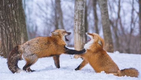 Two Red Foxes Sharing a Joke in the Forest - Two dog foxes seemingly share a funny moment in a ...