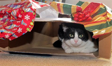 Get & Give Gift Wrapping - SAFE Haven for Cats